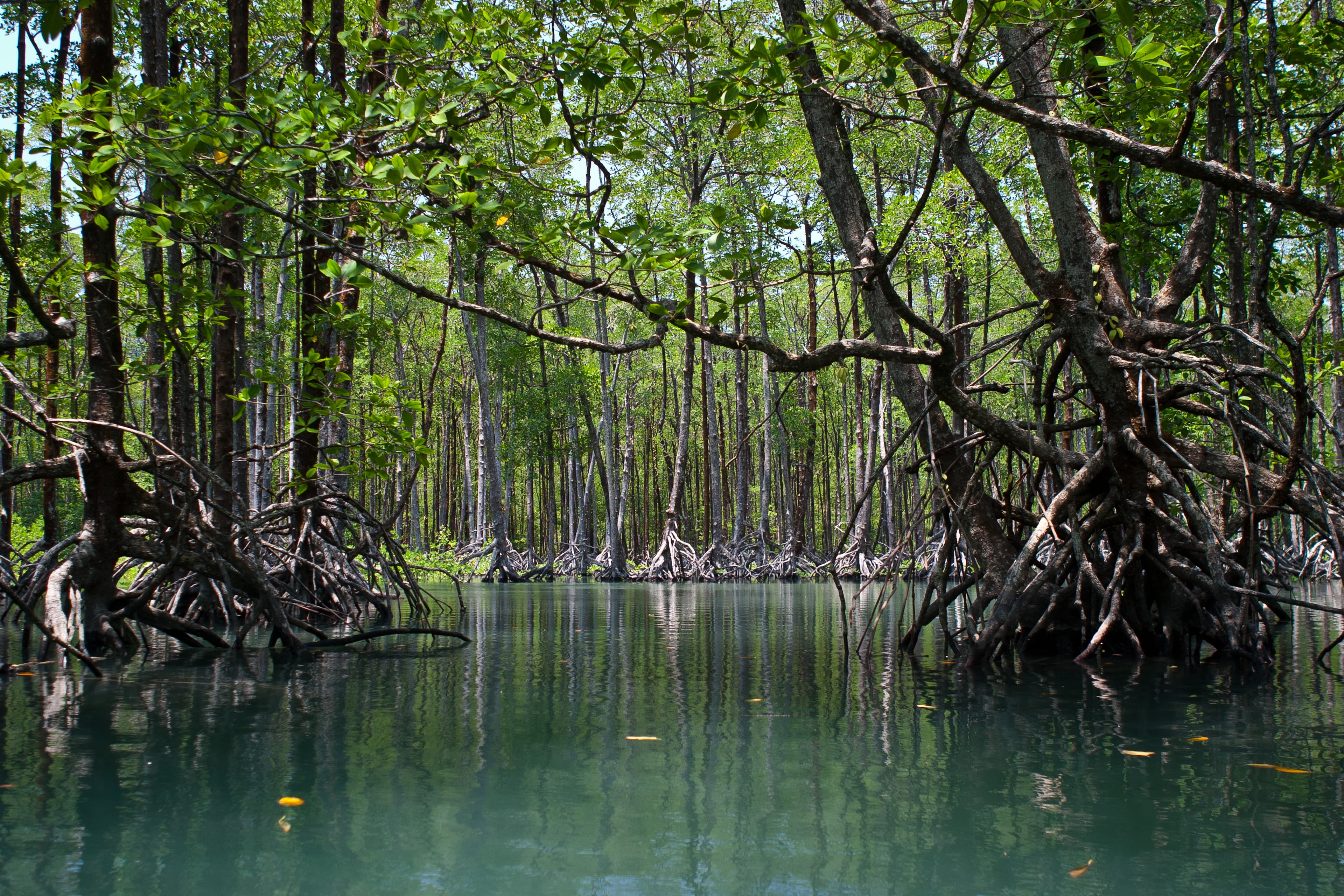 An image of Reforestation and Restoration of Degraded Mangrove Lands